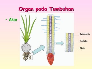 Organ pada TumbuhanOrgan pada Tumbuhan
• Akar
Epidermis
Korteks
Stele
 