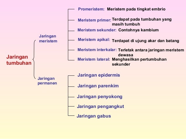 Bab 2 Jaringan Tumbuhan