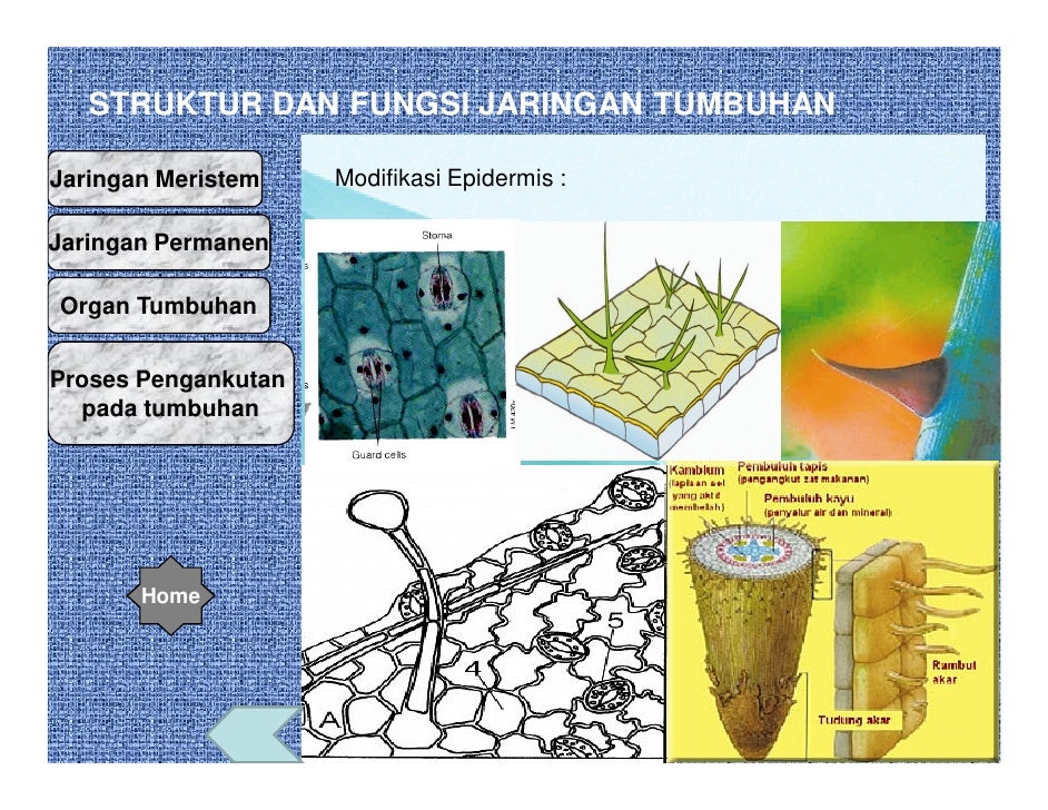 Bab 2 Jaringan Tumbuhan Oleh Ismail Ok