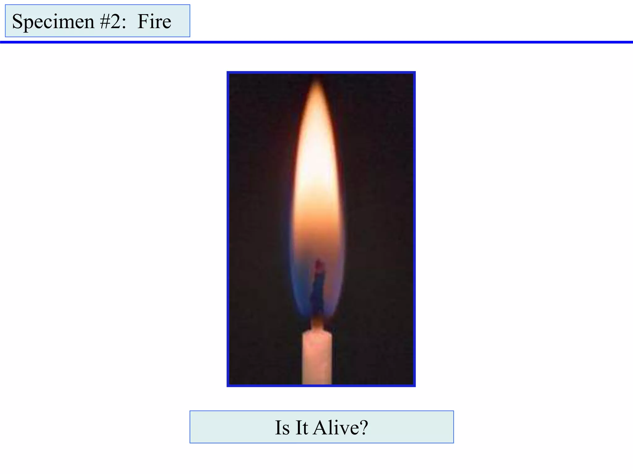 Specimen #2: Fire
Is It Alive?
 