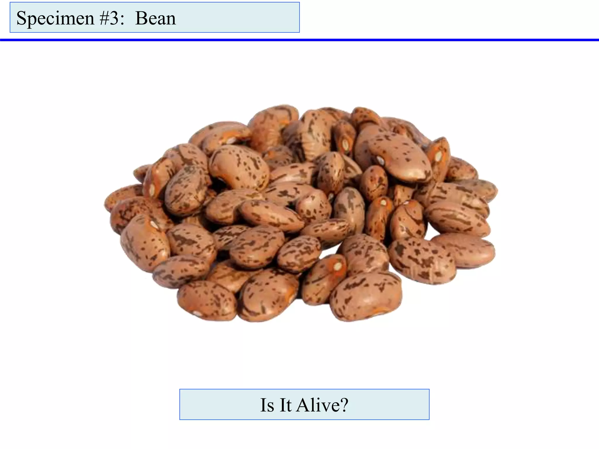 Specimen #3: Bean
Is It Alive?
 