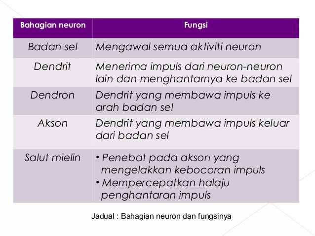 Ciri-ciriKedudukan badan sel Di tengah neuronPanjang akson PendekArah pergerakan impuls Dari organ deria...