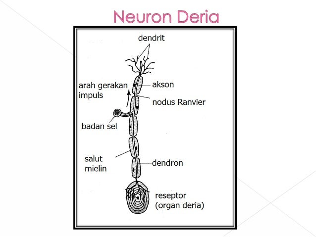 Bab 2 Koordinasi Badan