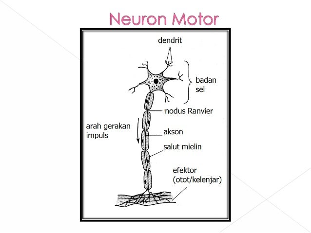 Bab 2 Koordinasi Badan