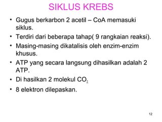 SIKLUS KREBS
• Gugus berkarbon 2 acetil – CoA memasuki
siklus.
• Terdiri dari beberapa tahap( 9 rangkaian reaksi).
• Masing-masing dikatalisis oleh enzim-enzim
khusus.
• ATP yang secara langsung dihasilkan adalah 2
ATP.
• Di hasilkan 2 molekul CO2.
• 8 elektron dilepaskan.

12

 