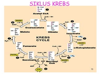 SIKLUS KREBS

13

 