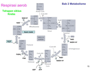 Bab 2 Metabolisme

Respirasi aerob
Tahapan siklus
Krebs
NAD+H+
NAD+

Asam malat

NAD+

H2O

NADH +H+

FADH2
NAD+

FAD

NADH +H+
GTP

GDP + P

15
ADP

ATP

 