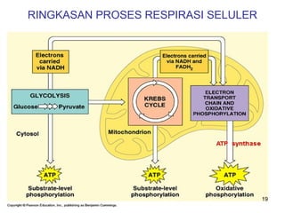 RINGKASAN PROSES RESPIRASI SELULER

19

 