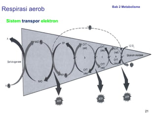 Respirasi aerob

Bab 2 Metabolisme

Sistem transpor elektron

21

 
