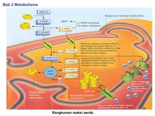 Bab 2 Metabolisme

22

Rangkuman reaksi aerob.

 