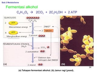 Bab 2 Metabolisme

Fermentasi alkohol
C6H12O6  2CO2 + 2C2H5OH + 2 ATP

24

(a) Tahapan fermentasi alkohol. (b) Jamur ragi (yeast).

 