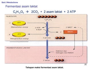 Bab 2 Metabolisme

Fermentasi asam laktat
C6H12O6  2CO2 + 2 asam laktat + 2 ATP

25

Tahapan reaksi fermentasi asam laktat.

 