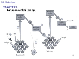 Bab 2 Metabolisme

Fotosintesis
Tahapan reaksi terang

26

 