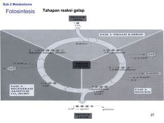 Bab 2 Metabolisme

Fotosintesis

Tahapan reaksi gelap

27

 