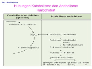 Bab 2 Metabolisme

Hubungan Katabolisme dan Anabolisme
Karbohidrat

28

 