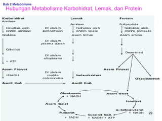 Bab 2 Metabolisme

Hubungan Metabolisme Karbohidrat, Lemak, dan Protein

29

 