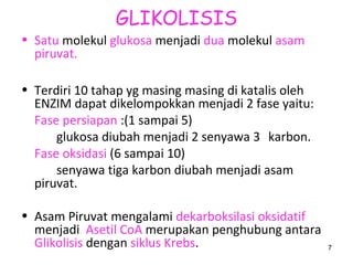 GLIKOLISIS
• Satu molekul glukosa menjadi dua molekul asam
piruvat.
• Terdiri 10 tahap yg masing masing di katalis oleh
ENZIM dapat dikelompokkan menjadi 2 fase yaitu:
Fase persiapan :(1 sampai 5)
glukosa diubah menjadi 2 senyawa 3 karbon.
Fase oksidasi (6 sampai 10)
senyawa tiga karbon diubah menjadi asam
piruvat.
• Asam Piruvat mengalami dekarboksilasi oksidatif
menjadi Asetil CoA merupakan penghubung antara
Glikolisis dengan siklus Krebs.

7

 