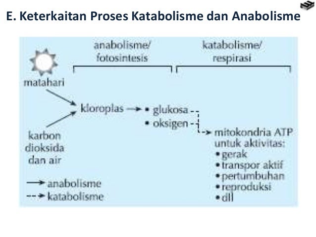 Bab 2 Metabolisme<script async src=