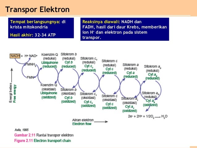 Gambar Sederhana Reaksi Aerob Glikolisis Tumbuhan - Gambar Con