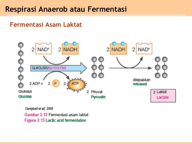 Bagan Respirasi Anaerob Bab 2 metabolisme organisme kelas XII SMA