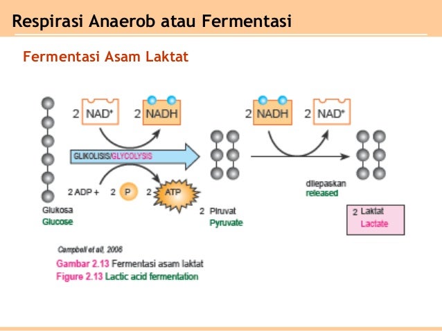 Bab 2 metabolisme organisme kelas XII SMA