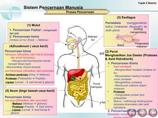 Makanan
Esofagus
Perut
Diafragma
Paru-
paru
Paru-
paru
Sistem Pencernaan Manusia
Topik 2 Nutrisi
Proses Pencernaan
(2) Esofagus
Peristalsis menggerakkan
bolus (makanan dikunyah) ke
arah perut.
Pergerakan
makanan
Bolus
Dinding
mengembang
(4)Duodenum ( usus kecil)
Pencernaan kimia
Hempedu (dihasilkan oleh hati & disimpan
dlm pundi hempedu)
- Mengemulsi/membaurkan lemak
menjadi titisan kecil
- Meneutralkan chyme berasid
Jus Pankrease (dihasilkan oleh pankreas)
Amilase pankreas (Kanji  Maltosa)
Protease (Polipeptida  Peptida)
Lipase (Lemak - asid lemak & gliserol)
Appendiks
Kelenjar
liur
Pundi
hempedu
(1) Mulut
1. Pencernaan Fizikal : mengunyah
dgn gigi
2. Pencernaan kimia
Amilase air liur (Kanji → Maltosa)
(3) Perut
Menghasilkan Jus Gaster (Protease
& Asid Hidroklorik)
1. Pencernaan Kimia
• Asid hidroklorik
- Menghentikan tindakan amilase air
liur
- Menyediakan medium berasid
untuk protease
- Mengaktifkan protease
- Membunuh bakteria dalam
makanan
• Protease
- menguraikan protein kpd
polipeptida
• Mukus : melindungi dinding perut
daripada dicernakan oleh asid
hidroklorik
2. Pencernaan Fizikal
Peristalsis menghasikan chyme (makanan
(5) Ileum (bhgn bawah usus kecil)
Pencernaan kimia
Jus usus (Dihasilkan oleh usus kecil
- Maltase (Maltosa  glukosa)
- Protease (Peptida  Asid amino)
- Lipase (Lemak  Asid lemak &
gliserol
 