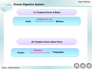 ITeach – Science Form 2
Human Digestive System
Topic 2 Nutrition
(1) Tindakan Enzim di Mulut
Kanji Maltosa
Amilase Air Liur
Protein Polipeptida
Protease
(2) Tindakan Enzim dalam Perut
 