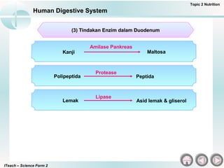 ITeach – Science Form 2
Human Digestive System
Topic 2 Nutrition
(3) Tindakan Enzim dalam Duodenum
Kanji Maltosa
Amilase Pankreas
Polipeptida Peptida
Protease
Lemak Asid lemak & gliserol
Lipase
 