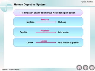 ITeach – Science Form 2
Human Digestive System
Topic 2 Nutrition
(4) Tindakan Enzim dalam Usus Kecil Bahagian Bawah
Maltosa Glukosa
Maltase
Peptida Asid amino
Protease
Lemak Asid lemak & gliserol
Lipase
 