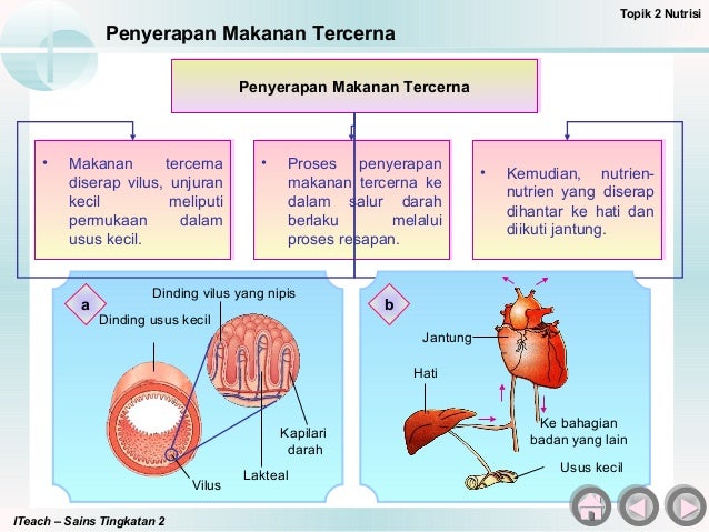 Buku Teks Sains Tingkatan 2 Bab 3 Nutrisi  BAB 3 SAINS T2(7)  NUTRISI