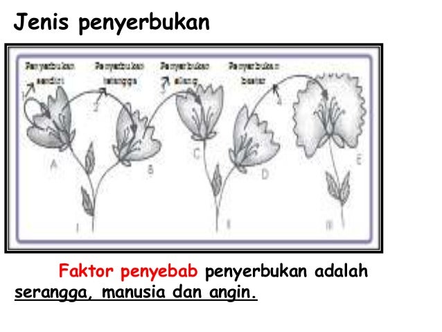 Bab 2 Perkembangbiakan Tumbuhan