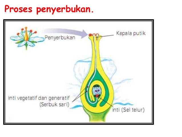 Bab 2 perkembangbiakan tumbuhan