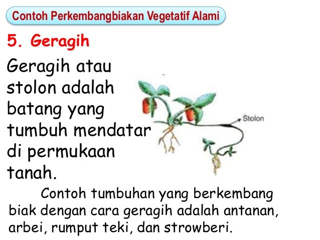 Contoh Gambar Vegetatif Alami Contoh LBE