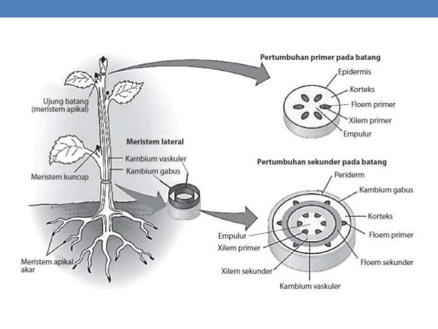 Bab 2 Struktur Dan Fungsi Tumbuhan