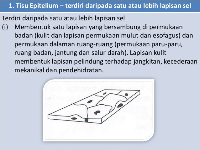 Bab 2 struktur sel dan fungsi