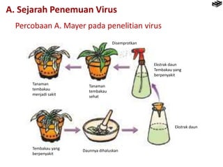 Percobaan A. Mayer pada penelitian virus
Tembakau yang
berpenyakit
Daunnya dihaluskan
Ekstrak daun
Ekstrak daun
Tembakau y...