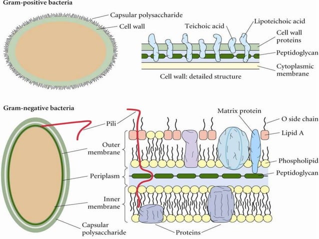Bakteri GRAM negatif dan bakteri gram positif | PPT