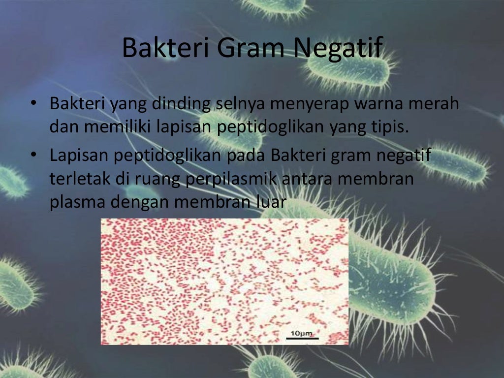 Bakteri GRAM negatif dan bakteri gram positif