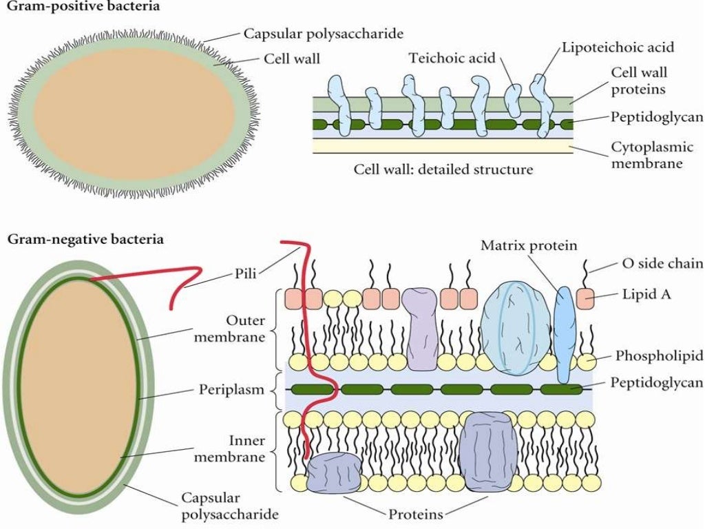 Bakteri GRAM negatif dan bakteri gram positif