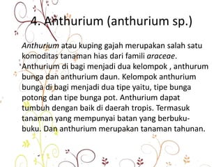 4. Anthurium (anthurium sp.)
Anthurium atau kuping gajah merupakan salah satu
komoditas tanaman hias dari famili araceae.
Anthurium di bagi menjadi dua kelompok , anthurum
bunga dan anthurium daun. Kelompok anthurium
bunga di bagi menjadi dua tipe yaitu, tipe bunga
potong dan tipe bunga pot. Anthurium dapat
tumbuh dengan baik di daerah tropis. Termasuk
tanaman yang mempunyai batan yang berbuku-
buku. Dan anthurium merupakan tanaman tahunan.
 