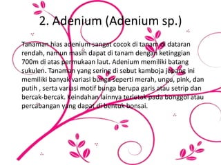2. Adenium (Adenium sp.)
Tanaman hias adenium sangat cocok di tanam di dataran
rendah, namun masih dapat di tanam dengan ketinggian
700m di atas permukaan laut. Adenium memiliki batang
sukulen. Tanaman yang sering di sebut kamboja jepang ini
memiliki banyak variasi bunga seperti merah, ungu, pink, dan
putih , serta variasi motif bunga berupa garis atau setrip dan
bercak-bercak. Keindahan lainnya terletak pada bonggol atau
percabangan yang dapat di bentuk bonsai.
 