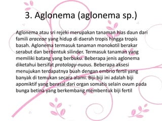 3. Aglonema (aglonema sp.)
Aglonema atau sri rejeki merupakan tanaman hias daun dari
famili araceae yang hidup di daerah tropis hingga tropis
basah. Aglonema termasuk tanaman monokotil berakar
serabut dan berbentuk silinder. Termasuk tanaman yang
memiliki batang yang berbuku. Beberapa jenis aglonema
diketahui bersifat protology-nuous. Beberapa aksesi
menujukan terdapatnya buah dengan embrio fertil yang
banyak di temukan secara alami. Biji-biji ini adalah biji
apomiktif yang berasal dari organ somatis selain ovum pada
bunga betina yang berkembang membentuk biji fertil
 