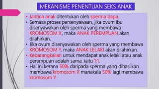 MEKANISME PENENTUAN SEKS ANAK
• Jantina anak ditentukan oleh sperma bapa.
• Semasa proses persenyawaan, jika ovum ibu
disenyawakan oleh sperma yang membawa
KROMOSOM X, maka ANAK PEREMPUAN akan
dilahirkan.
• Jika ovum disenyawakan oleh sperma yang membawa
KROMOSOM Y, maka ANAK LELAKI akan dilahirkan.
• Kebarangkalian untuk mendapat anak lelaki atau anak
perempuan adalah sama, iaitu 1:1.
• Hal ini kerana 50% daripada sperma yang dihasilkan
membawa kromosom X manakala 50% lagi membawa
kromosom Y.
 