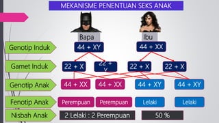 MEKANISME PENENTUAN SEKS ANAK
Genotip Induk
Gamet Induk
Genotip Anak
Fenotip Anak
Bapa Ibu
44 + XY 44 + XX
22 + X
22 +
Y
22 + X22 + X
44 + XY44 + XY44 + XX44 + XX
Nisbah Anak
Perempuan Perempuan Lelaki Lelaki
2 Lelaki : 2 Perempuan 50 %
 