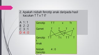 2. Apakah nisbah fenotip anak daripada hasil
kacukan T T x T t?
A 1 : 1
B 2 : 2
C 3 : 1
D 4 : 0
Genotip T T x Tt
Gamet T T T t
Genotip T T T t T T T
t
Anak
Nisbah 4 : 0
Genotip
 
