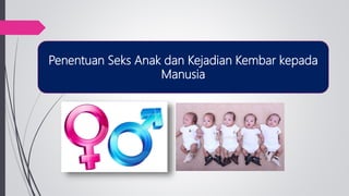 Penentuan Seks Anak dan Kejadian Kembar kepada
Manusia
 