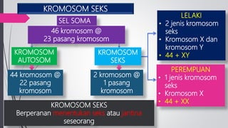 KROMOSOM SEKS
LELAKI
• 2 jenis kromosom
seks
• Kromosom X dan
kromosom Y
• 44 + XY
PEREMPUAN
• 1 jenis kromosom
seks
• Kromosom X
• 44 + XX
KROMOSOM SEKS
Berperanan menentukan seks atau jantina
seseorang
SEL SOMA
46 kromosom @
23 pasang kromosom
44 kromosom @
22 pasang
kromosom
KROMOSOM
AUTOSOM
2 kromosom @
1 pasang
kromosom
KROMOSOM
SEKS
 
