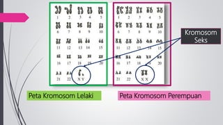Peta Kromosom Lelaki Peta Kromosom Perempuan
Kromosom
Seks
 
