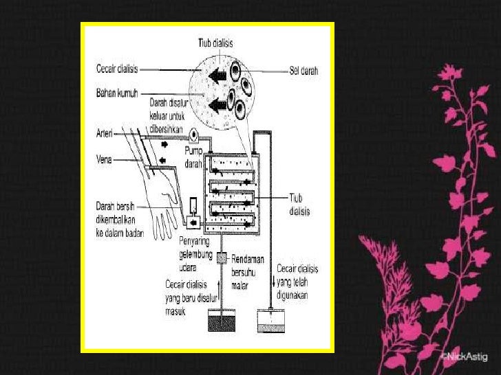Biologi Tingkatan 5 Bab 3 / Perkongsian nota biologi tingkatan 5