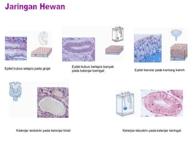  JARINGAN  HEWAN 